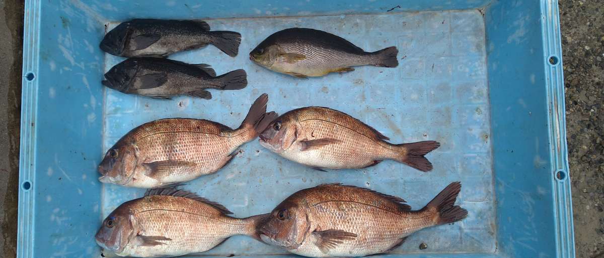 釣果画像